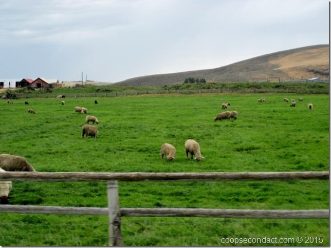 Our sheep neighbors